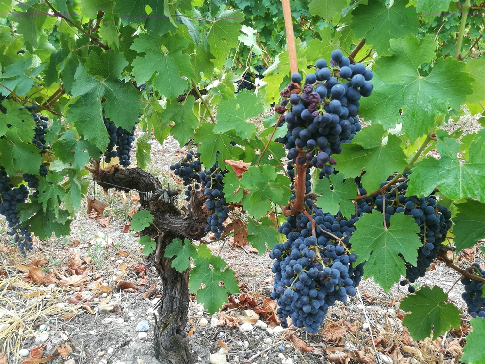 葡萄酒代理批發(fā)生意的前景怎么樣