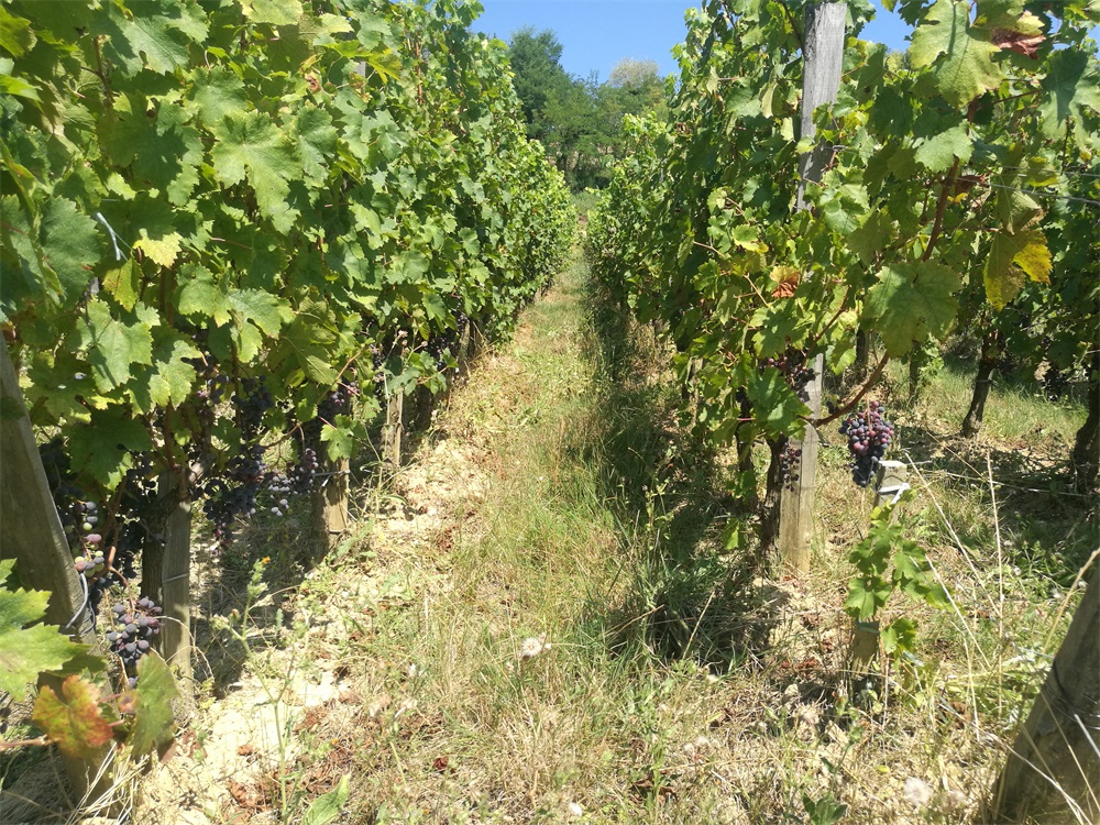 紅酒批發(fā)商賺不賺錢